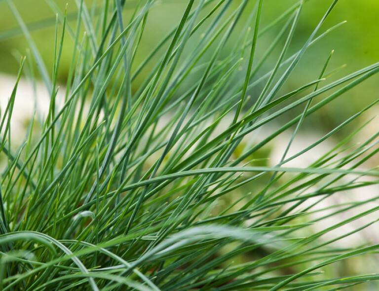 Festuca valesiaca 'Buddy Blue'